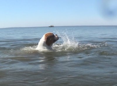 Американский бульдог "Канзик" (1 годик) - учимся плавать (фото, видео)