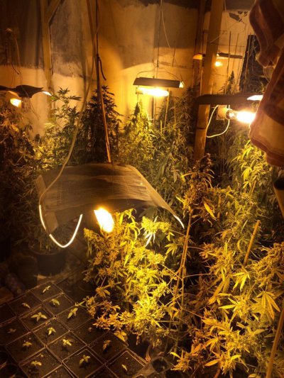 В Никополе накрыли лабораторию по выращиванию марихуаны высшего качества и в особо крупных размерах (видео, фото)