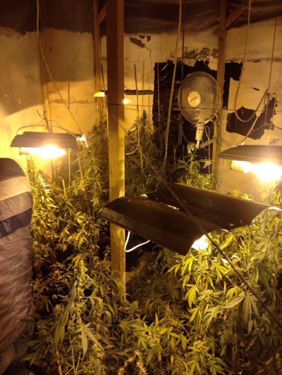 В Никополе накрыли лабораторию по выращиванию марихуаны высшего качества и в особо крупных размерах (видео, фото)