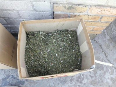 В ході операції “Мак” нікопольські правоохоронці виявили 80 кущів конопель, 3 кг сухої трави та амфетамін (фото)